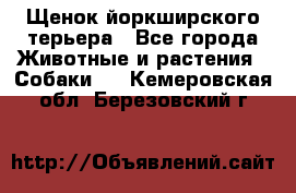 Щенок йоркширского терьера - Все города Животные и растения » Собаки   . Кемеровская обл.,Березовский г.